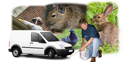 Worcester Park local van